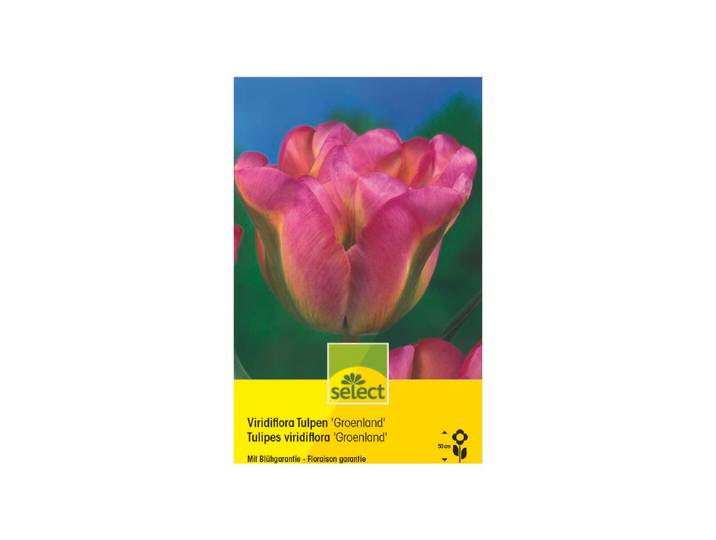 Select Viridiflora Tulpen Groenland
