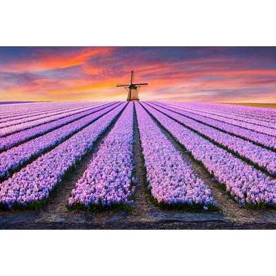Fototapete PAPERMOON "Blumenfelder mit Windmühle", bunt, B:4,5m L:2,8m, Vlies, Tapeten