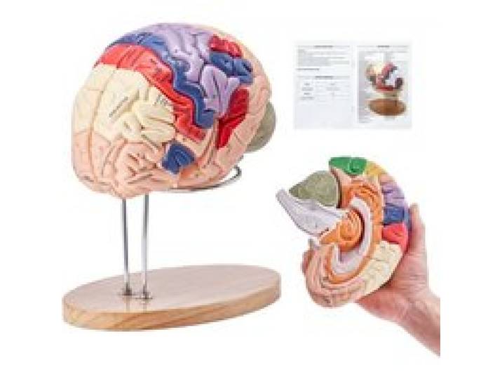 VEVOR Modèle de Cerveau Humain en 4 Parties Démontables Modèle Anatomique Cerveau 2X Agrandi en PVC avec Support d’Affichage pour Enseignement Formation Présentation Neurosciences Écoles Hôpitaux