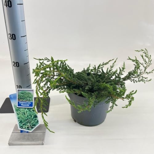 Juniperus comm. Repanda Jeneverbes in 20-25 cm pot