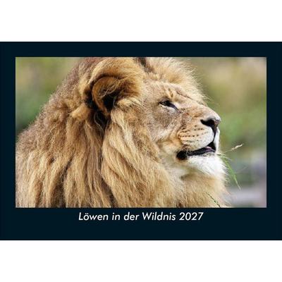 Löwen in der Wildnis 2027 Fotokalender DIN A5