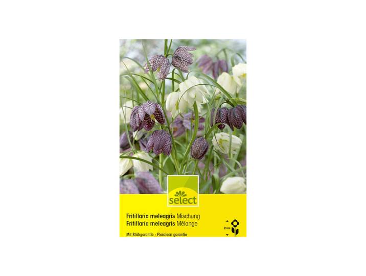 Select Blumenzwiebel Fritillaria meleagris Kaiserkrone