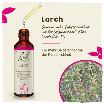 Nelsons GmbH BACHBLÜTEN Larch Tropfen 20 ml 00064595
