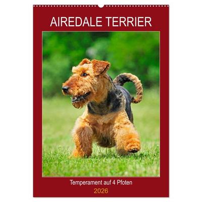 Airedale Terrier - Temperament auf 4 Pfoten (Wandkalender 2026 DIN A2 hoch), CALVENDO Monatskalender