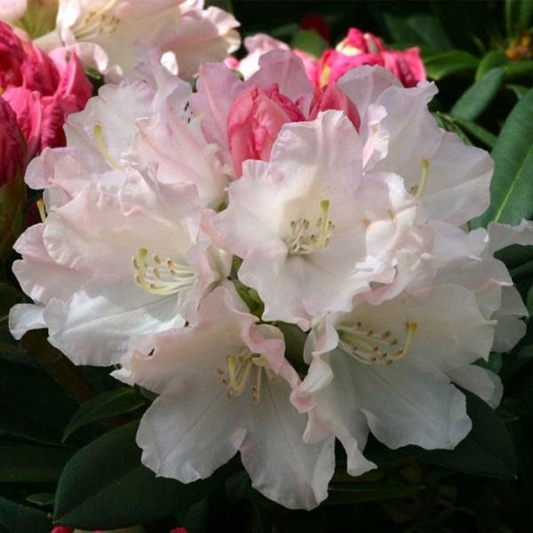 Rhododendron Dreamland in pot van 30-40 cm door Arborix