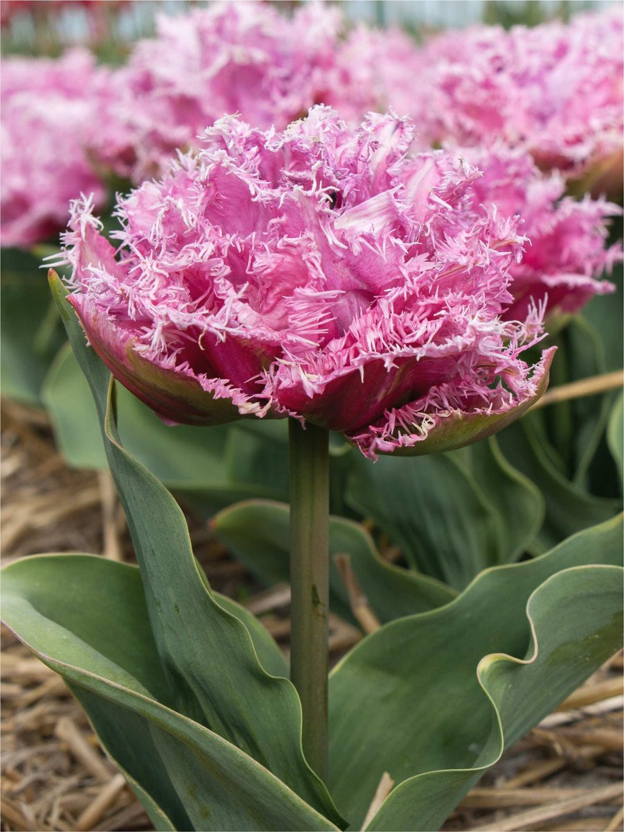 15x Tulpen Newcastle - BULBi Bloembollen