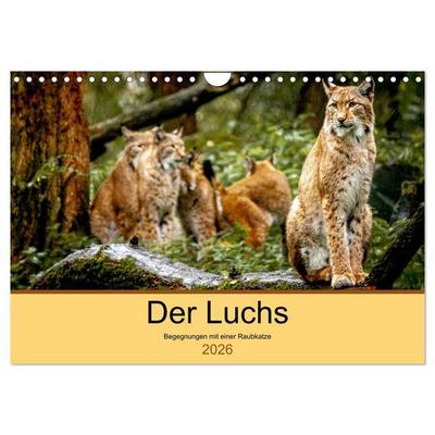 Der Luchs - Begegnungen mit einer Raubkatze (Wandkalender 2026 DIN A4 quer), CALVENDO Monatskalender