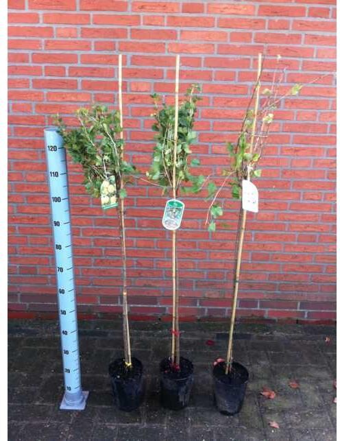 Pflanzen Stachelbeeren Stamm in Sorten 3 L Container