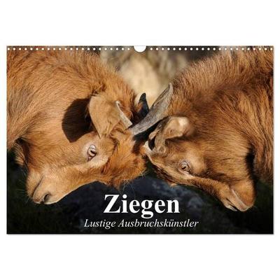 Ziegen. Lustige Ausbruchskünstler (Wandkalender 2027 DIN A3 quer), CALVENDO Monatskalender