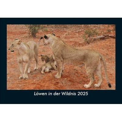 Löwen in der Wildnis 2025 Fotokalender DIN A5