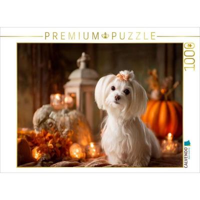 CALVENDO Puzzle Malteser - Herbstliche Gemütlichkeit | 1000 Teile Lege-Größe 64 × 48 cm Foto-Puzzle für glückliche Stunden, von , Calvendo Puzzle