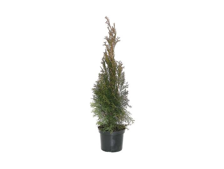 Lebensbaum - Thuja Smaragd 70 - 80cm inklusive Topf