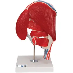 Hüftgelenkmodell mit 6 abnehmbaren Muskeln, 7-teilig - 3B Smart Anatomy