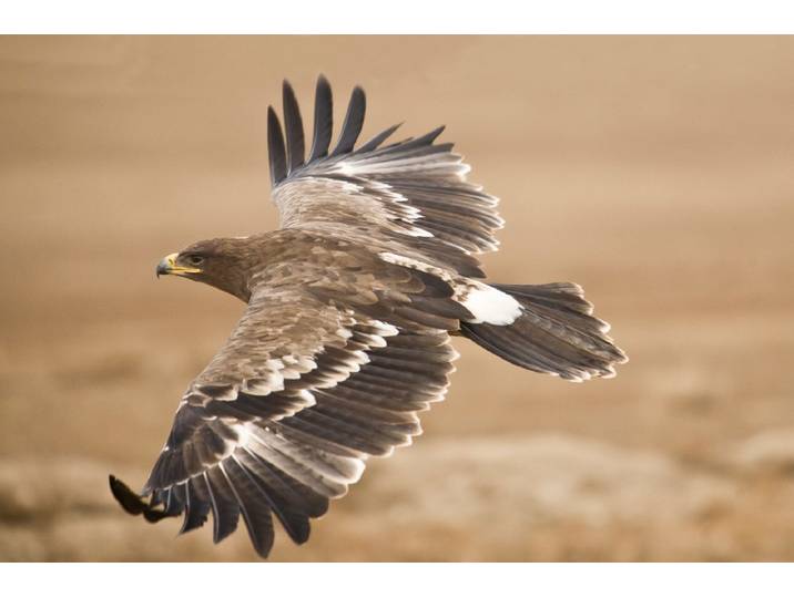 Fototapete PAPERMOON Der Steppenadler , bunt, B:4,5m L:2,8m, Vlies, Tapeten, Fototapete