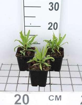 6 x Helenium hybr. Rubinzwerg Zonnebloem, Potmaat: 9 x 9 cm, GRDplanten
