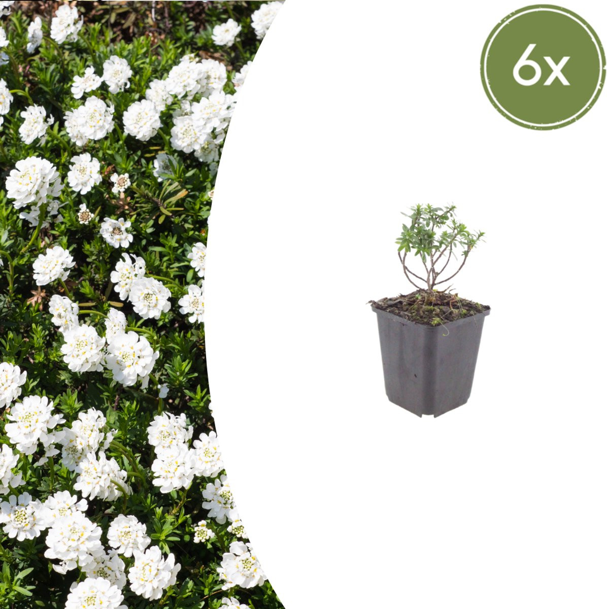 6x Iberis sempervirens Schneeflocke - 10-25 cm - Ø 9 cm