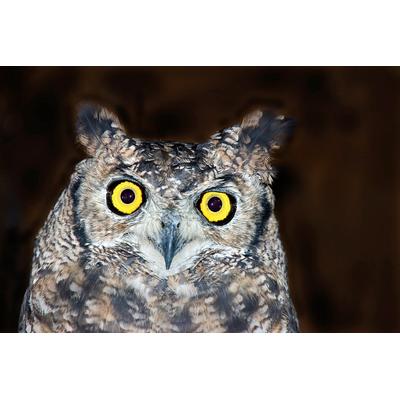 Fototapete PAPERMOON "Eule", bunt, B:4m L:2,6m, Vlies, Tapeten