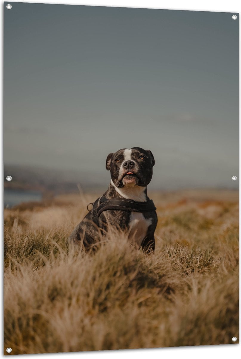Tuinposter Staffordshire-bulterriër hond in duinen - 100 x 150 cm wanddecoratie voor buiten en binnen