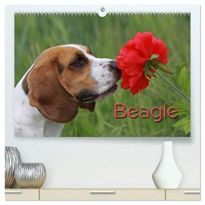 Beagle (hochwertiger Premium Wandkalender 2027 DIN A2 quer), Kunstdruck in Hochglanz