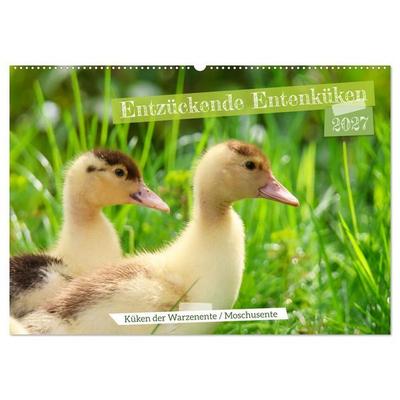 Entzückende Entenküken (Wandkalender 2027 DIN A2 quer), CALVENDO Monatskalender