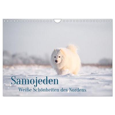 Samojeden - Liebenswerte Fellkugeln (Wandkalender 2027 DIN A4 quer), CALVENDO Monatskalender