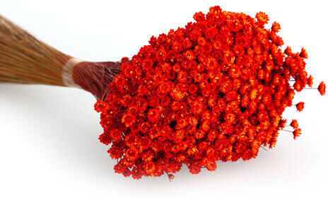 Trockenblumen Glixia, orange