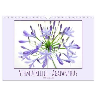 Schmucklilie - Agapanthus (Wandkalender 2027 DIN A4 quer), CALVENDO Monatskalender
