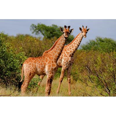 Fototapete PAPERMOON "GIRAFFE-TIERE AFRIKA SAVANNE STEPPE SAHARA BÄUME NATUR", bunt, B:3m L:2,23m, Vlies, Tapeten