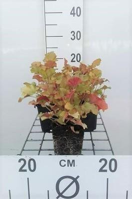 6 x Heuchera hybr. Marmalade Purperbloemige korrelbloem Pot van 9 x 9 cm van GRDplanten