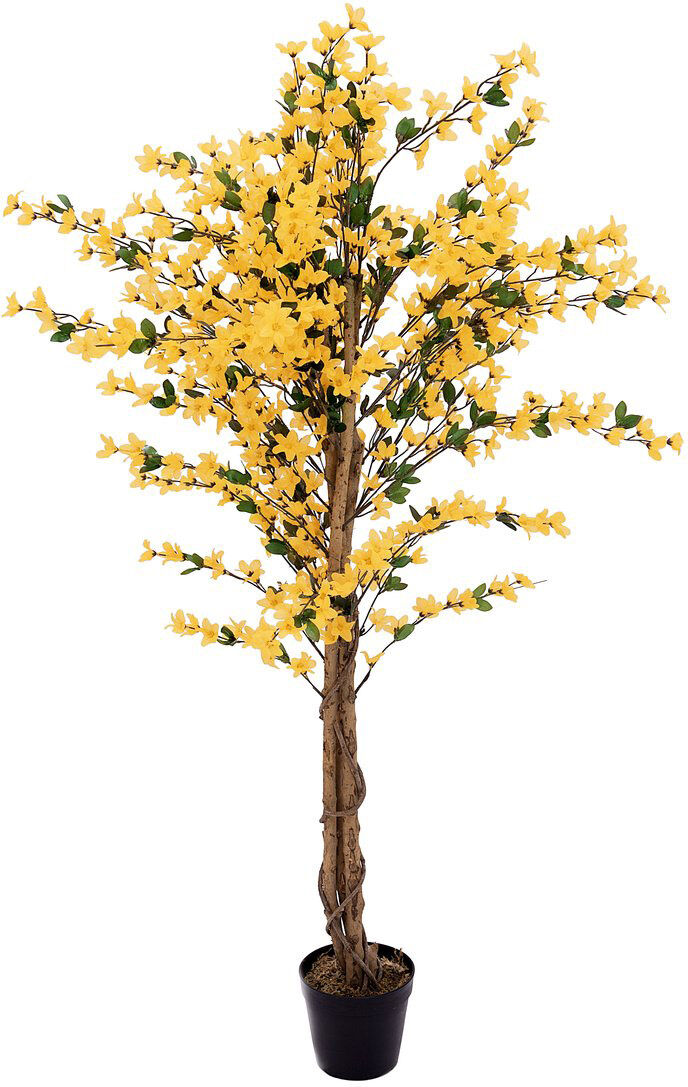 Europalms Forsythienbaum Mit 4 Stämmen, Gelb, 150 Cm