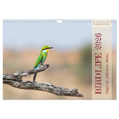 Birdlife - Vögel im südlichen Afrika (Wandkalender 2026 DIN A4 quer), CALVENDO Monatskalender