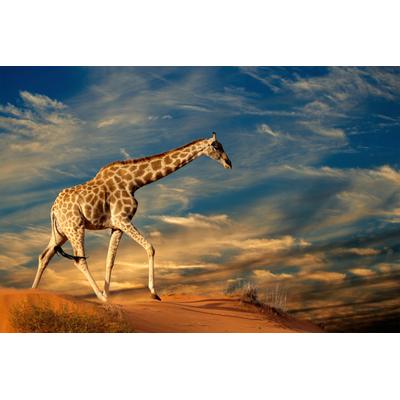 Fototapete PAPERMOON "GIRAFFE-TIERE AFRIKA SAVANNE STEPPE DÜNE HIMMEL WOLKEN", bunt, B:3m L:2,23m, Vlies, Tapeten