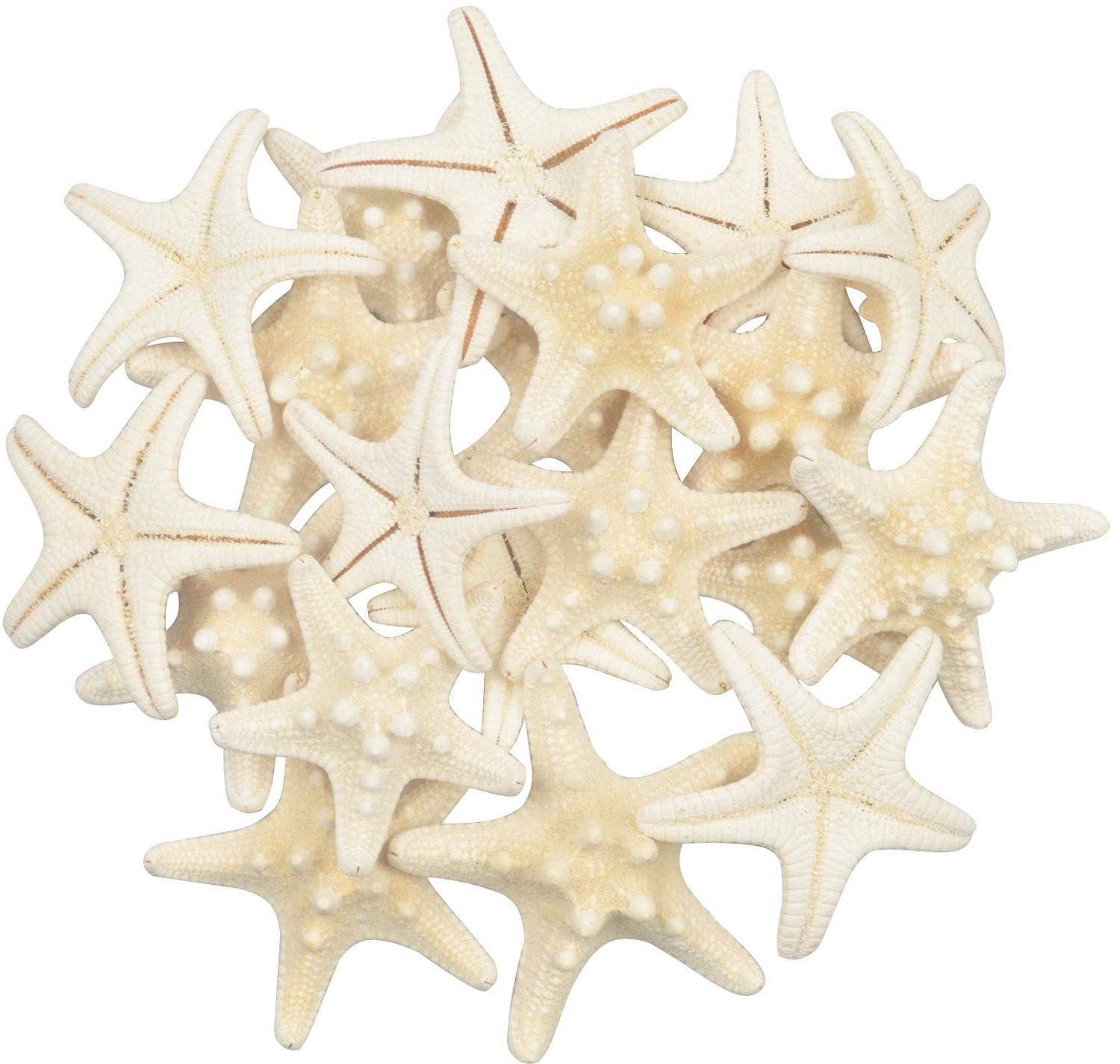20 stuks Natuurlijke Zeesterren Gemengd voor Decoratie en Strandthema's