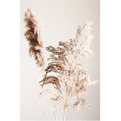 Bild SHADOW GRASS (BH 50x70 cm) - bunt - BH 50x70 cm