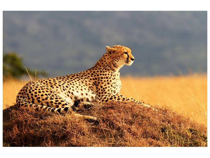 Alubild Gepard image LAND