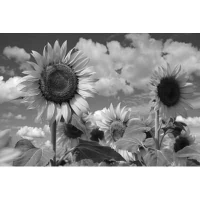 Fototapete PAPERMOON "Sonnenblume Schwarz & Weiß", schwarz (schwarz, weiß), B:5m L:2,8m, Vlies, Tapeten