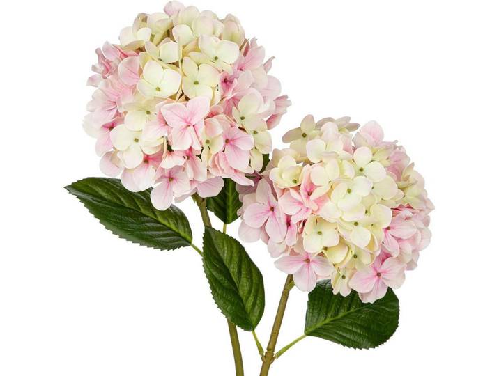 Künstliche Hortensie 2 Stück Cremiges Rosa 63 cm, Mehrfarbig, Kunststoff, 63 cm, Dekoration, Blumen & Blumentöpfe, Kunstblumen
