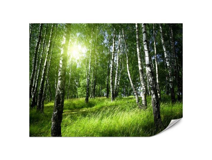 FOTOTAPETE für Wohnzimmer Grüner Birkenwald Gras Sonne Natur 200x140