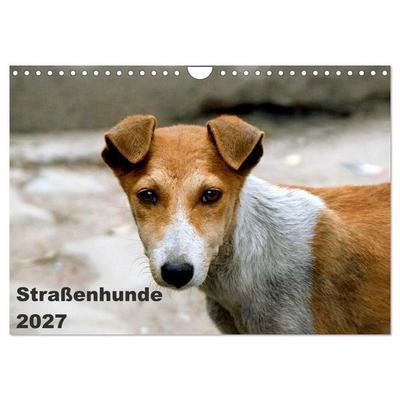 Straßenhunde (Wandkalender 2027 DIN A4 quer), CALVENDO Monatskalender