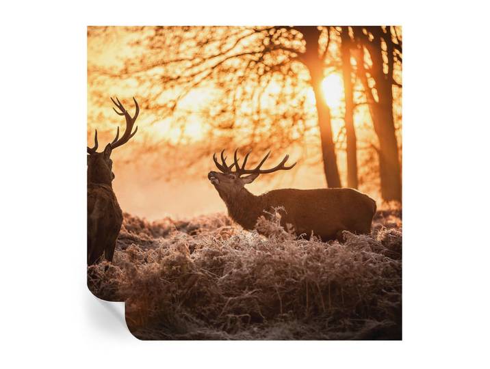 Wallfluent Fototapete 250x250 cm - Rehe am Morgen, Schwarz, 250x250 cm, Tapeten & Wandverkleidungen, Fototapeten