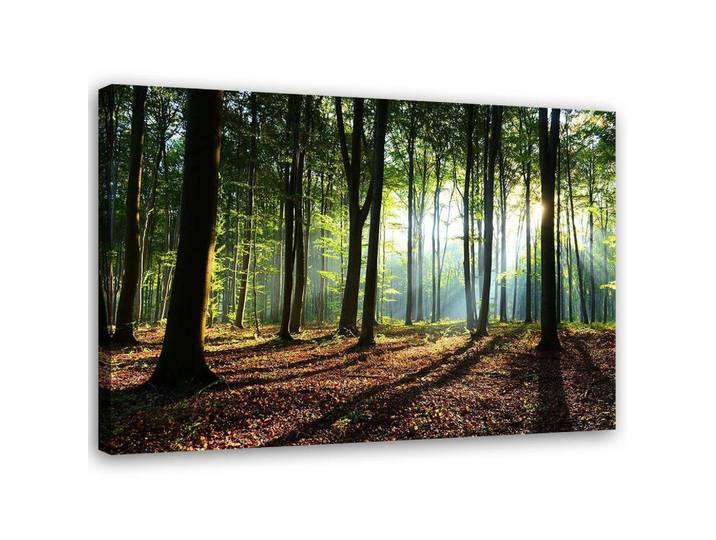 Feeby Leinwandbild Wald bei Sonnenaufgang 90x60cm, Grün, Floral, Rechteckig, 90x60 cm, Bilder & Rahmen, Bilder, Leinwandbilder