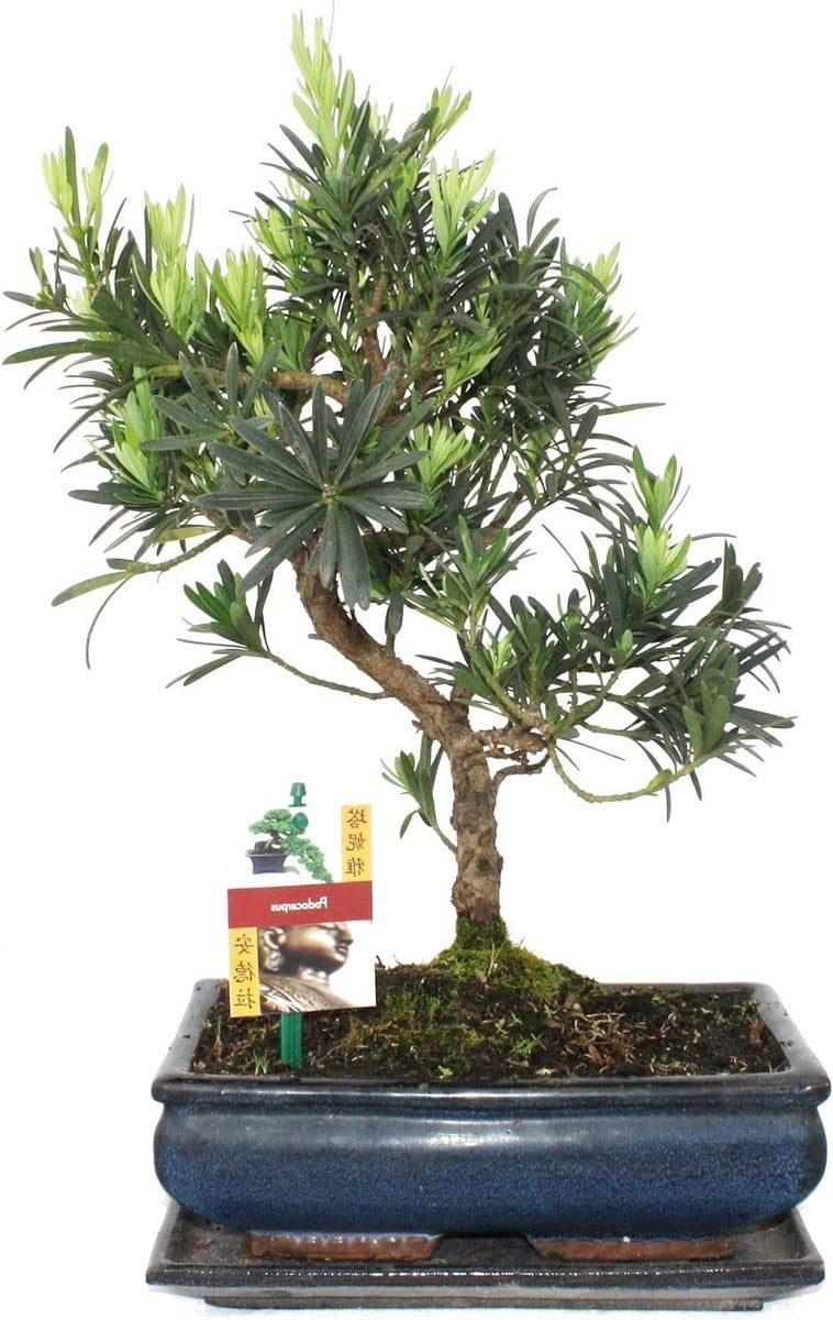 Bonsai Podocarpus - Podocarpus macrophyllus - 10 jaar oud