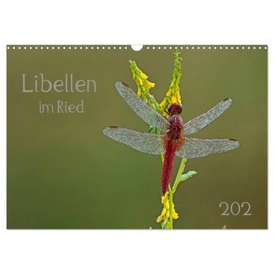 Libellen im Ried (Wandkalender 2027 DIN A3 quer), CALVENDO Monatskalender