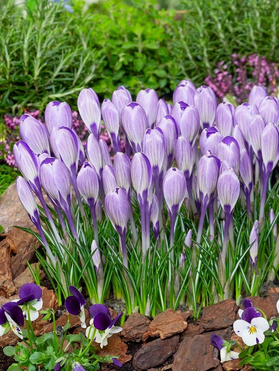 50x Crocus Striped Bird bloembollen van BULBi