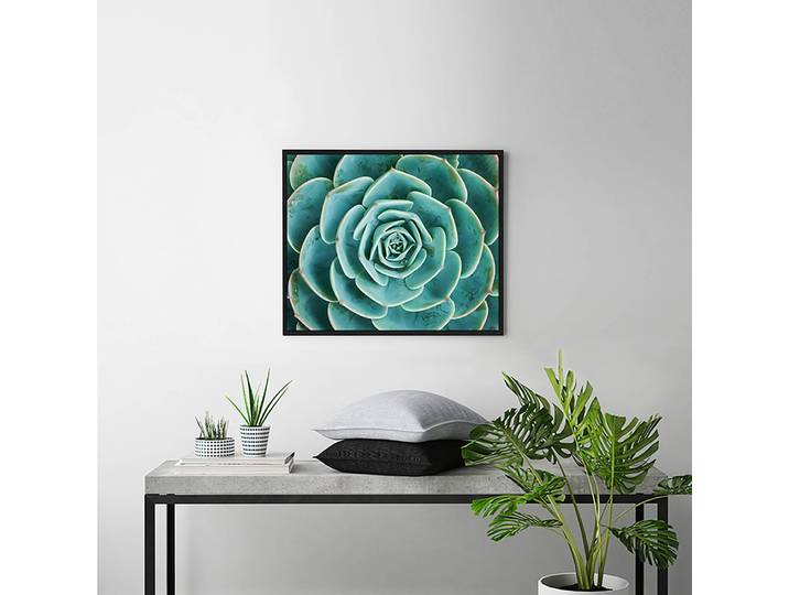 Bild Arrangement of the Succulents Rahmen: Massivholz Buche, lackiert Abdeckung: Plexiglas Multicolor 62 x 52cm