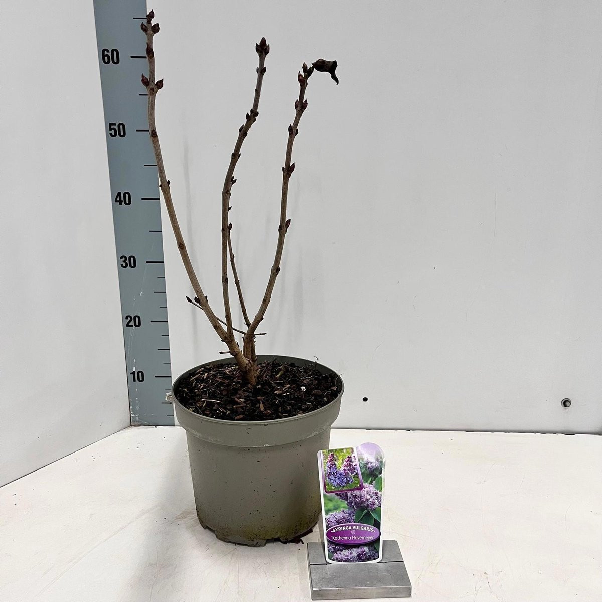 Syringa vulg. 'Katherine Havemeyer' Gewone Sering in pot, 50-60 cm