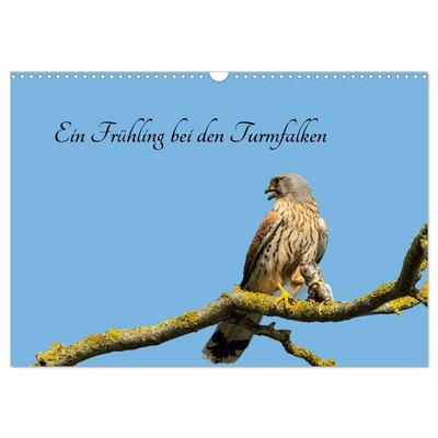 Ein Frühjahr bei den Turmfalken (Wandkalender 2026 DIN A3 quer), CALVENDO Monatskalender
