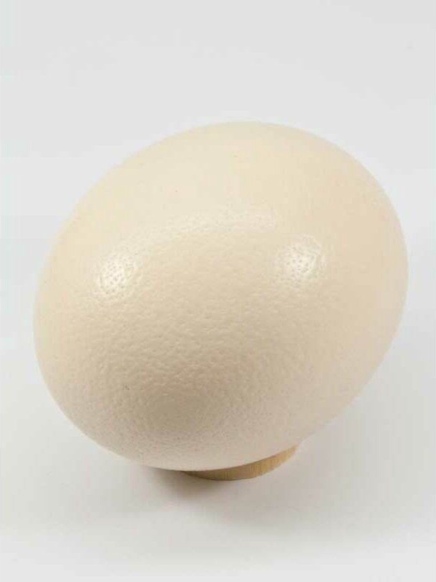 Teeninga Palmen Decoratie Eieren Egg Ostrich Natural