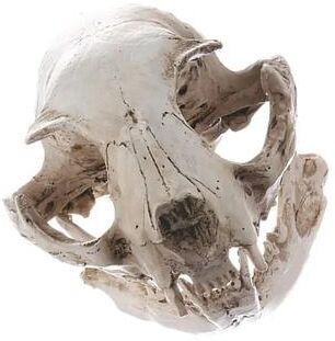 Uplift Treasures Realistic Resin Cat Skull Decor Model Realistic Resin Cat Skull Decor Model