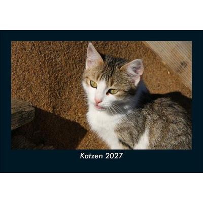 Katzen 2027 Fotokalender DIN A5